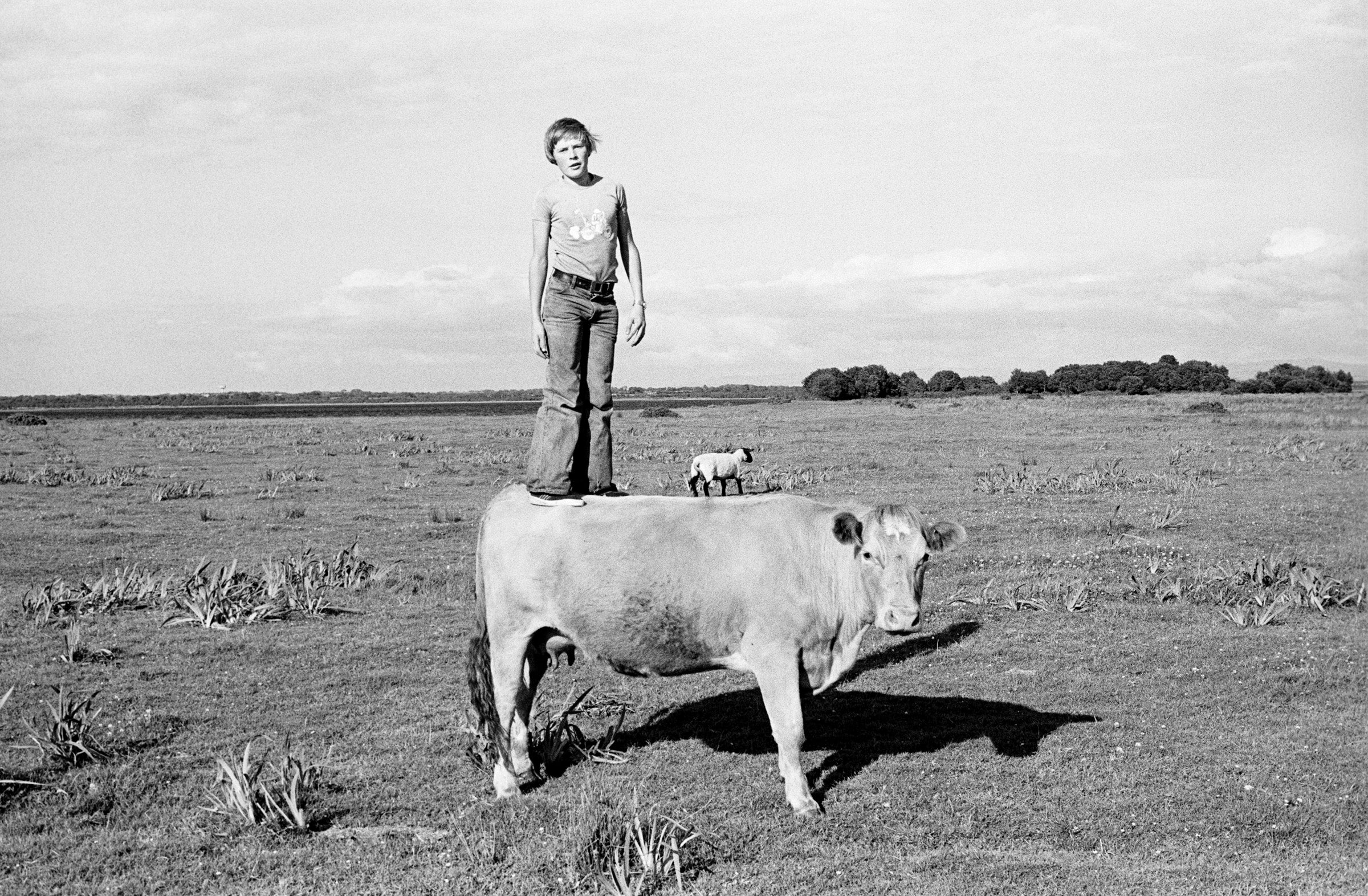 Standing Tall on Gráinne, (quietest cow in Mayo, milked for the house. This Charolais cow had 17 calves and lived to be 21. Down the Shraigh), 1975