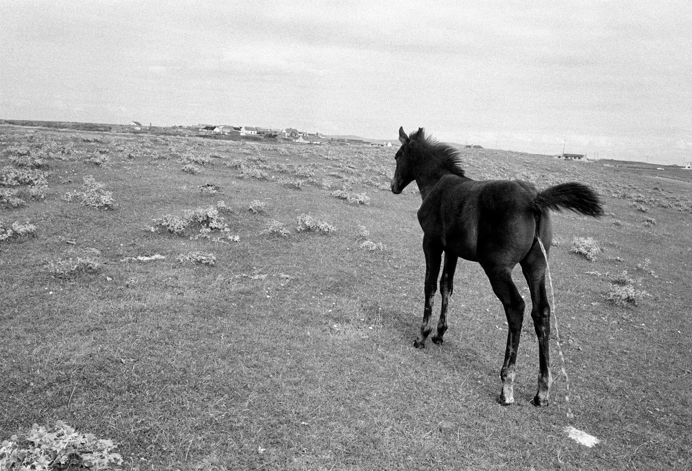 Walk to the Green Rooms, Kilshannig, 1987