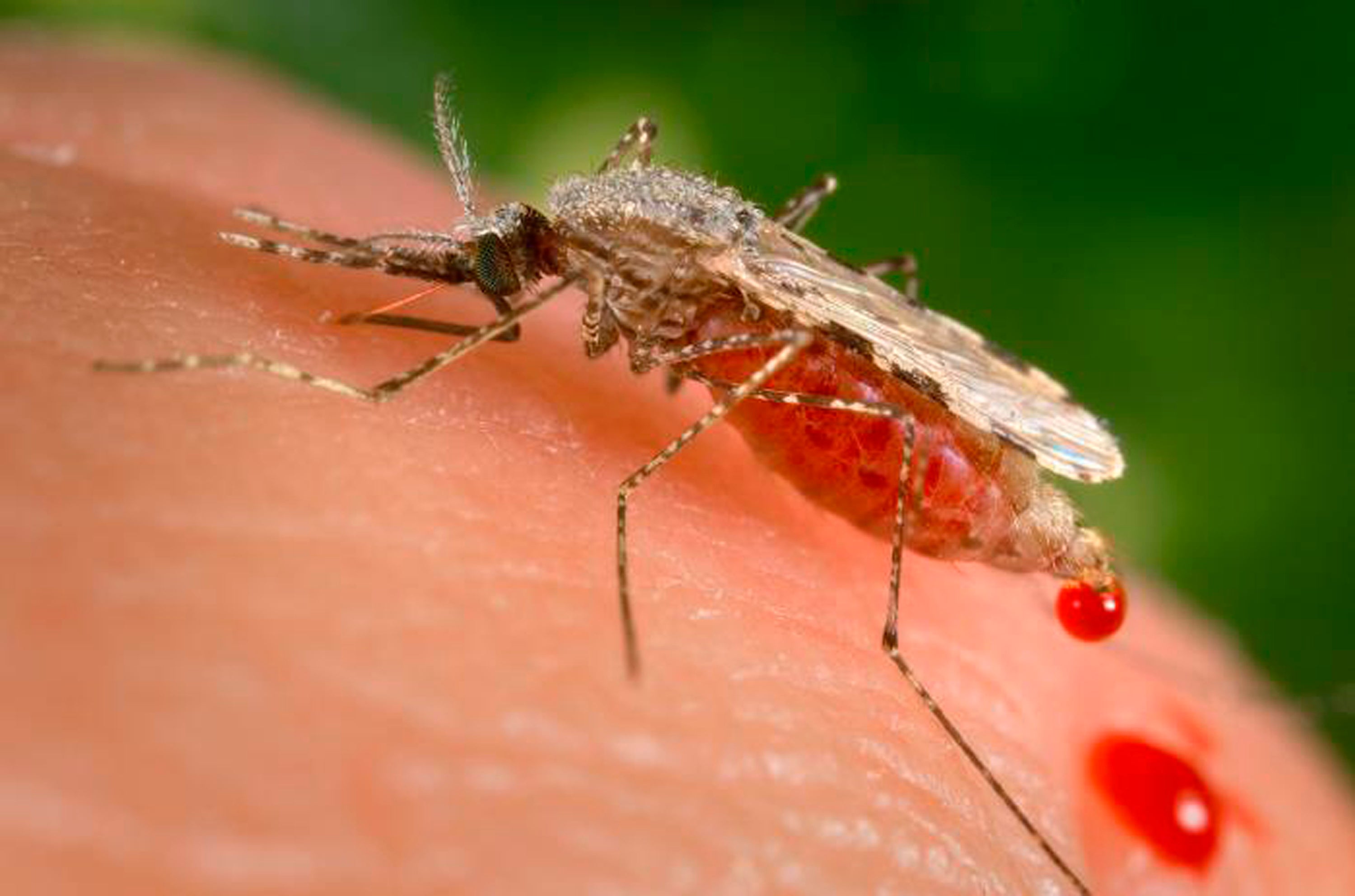 Africa Malaria