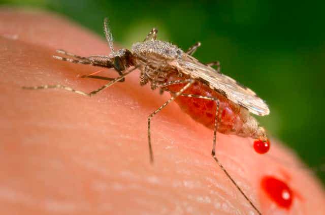 <p>The vaccine was due to be rolled out in African countries where malaria is a leading cause of death in young children and infants </p>