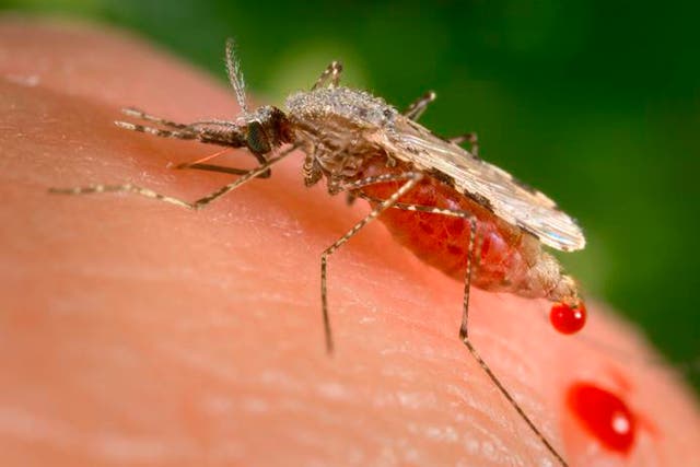 <p>La infección transmitida por mosquitos mata a más de 400 mil personas al año, la mayoría de los cuales son bebés. </p>