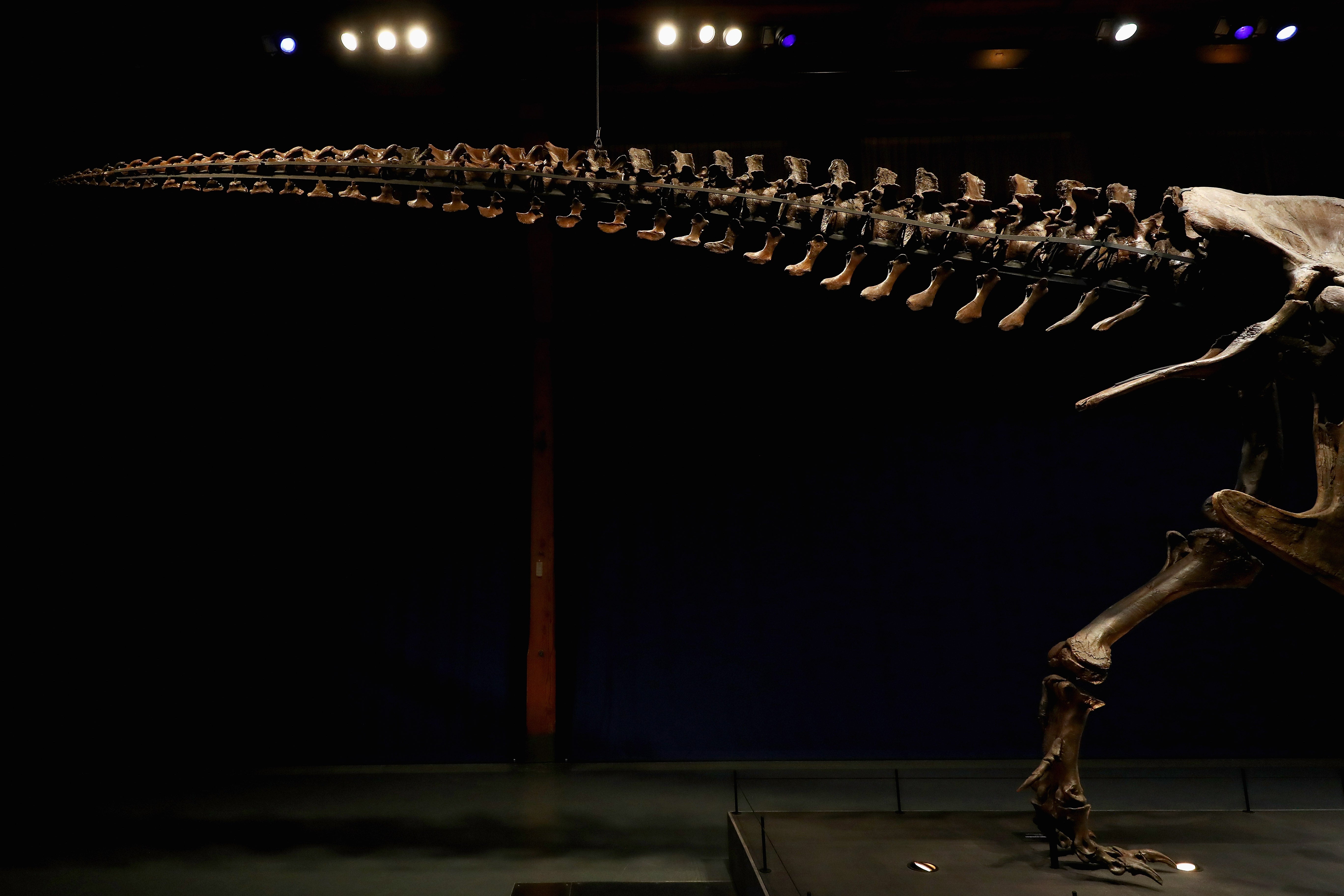 How Fast Did T. rex Run?' and other questions about dinosaurs examined in  new book