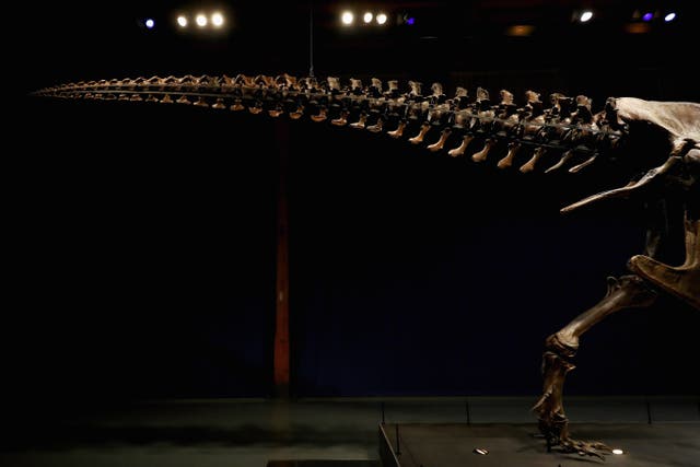 <p>Detailed view of the tail of Trix the female T-Rex exhibition at the Naturalis or Natural History Museum of Leiden</p>