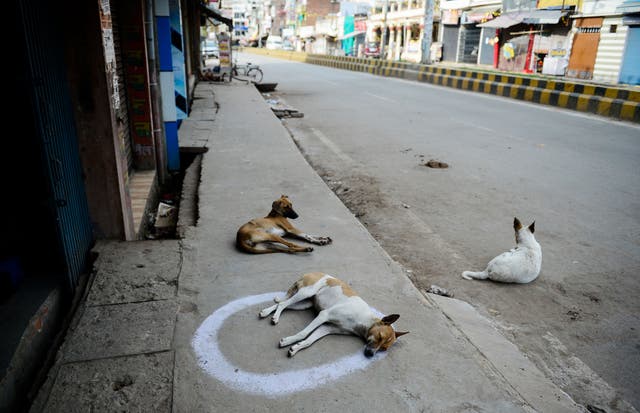 <p>File: A 24-year-old man poisoned at least 20 stray dogs in Odisha claiming that their howling during the night annoyed him</p>