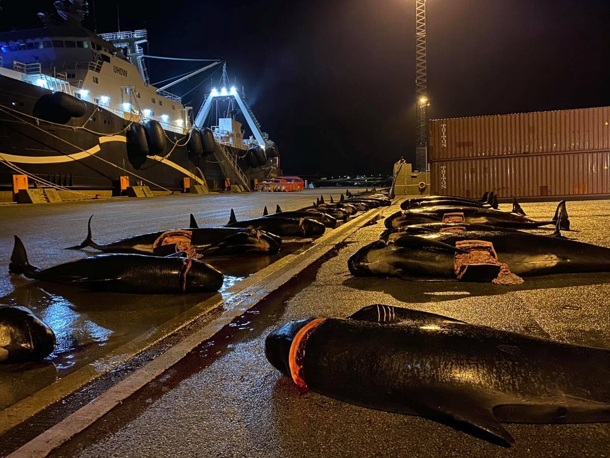 Faroes hunters slaughter dozens of whales just days after largest dolphin massacre