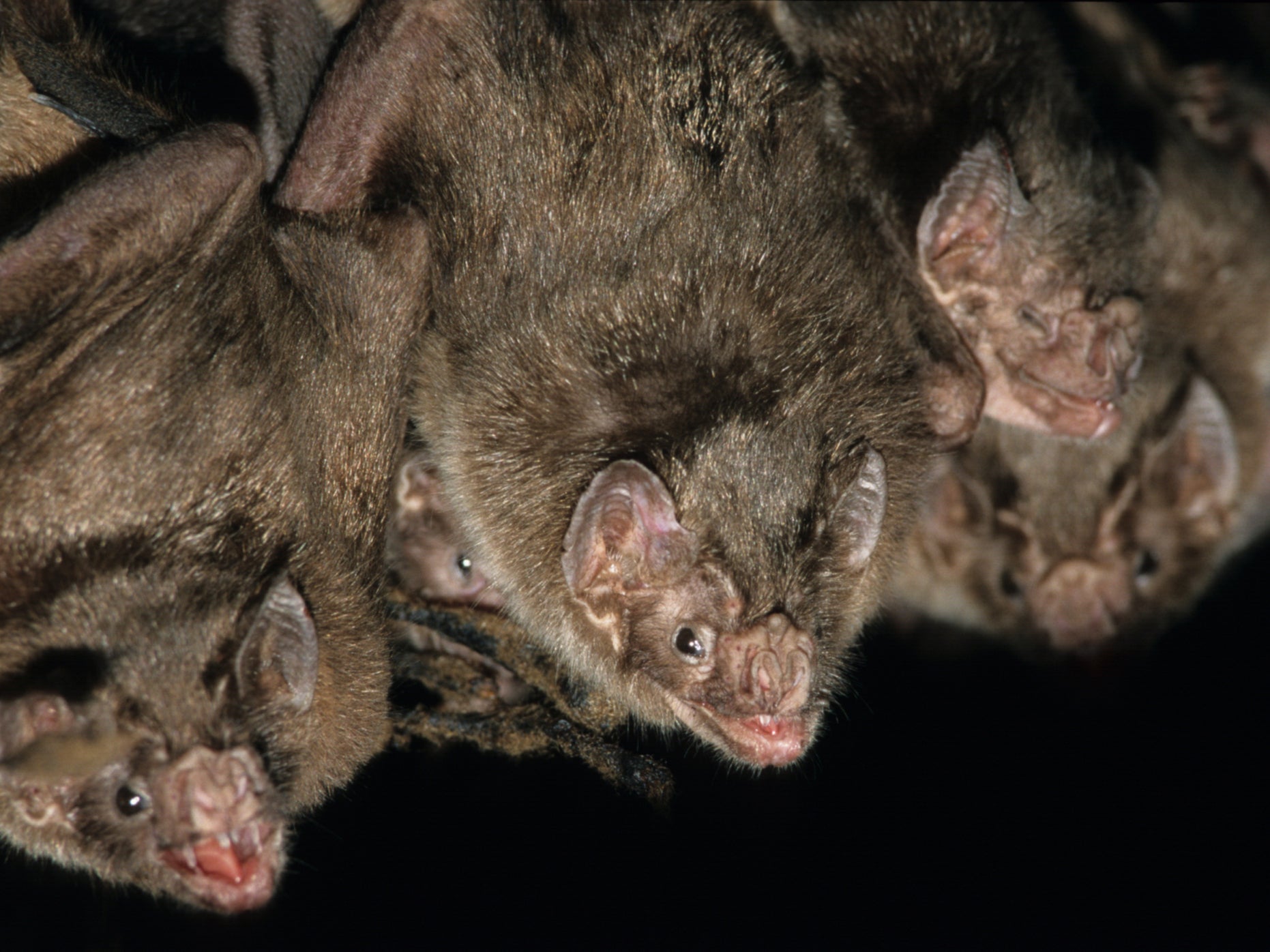 Table for two? Vampire bats meet up while foraging to share information about access to open wounds, researchers say