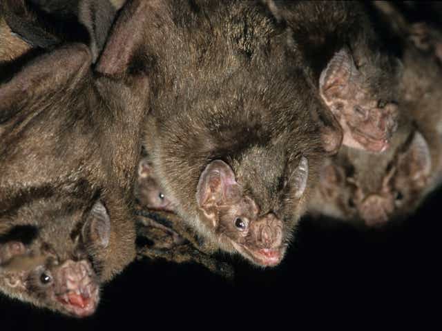 <p>Table for two? Vampire bats meet up while foraging to share information about access to open wounds, researchers say</p>