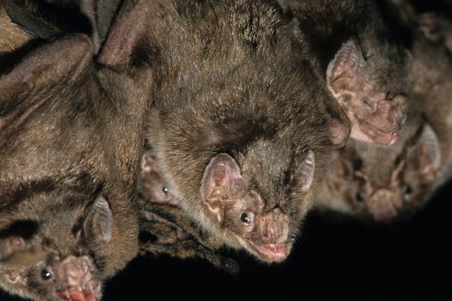 <p>Table for two? Vampire bats meet up while foraging to share information about access to open wounds, researchers say</p>
