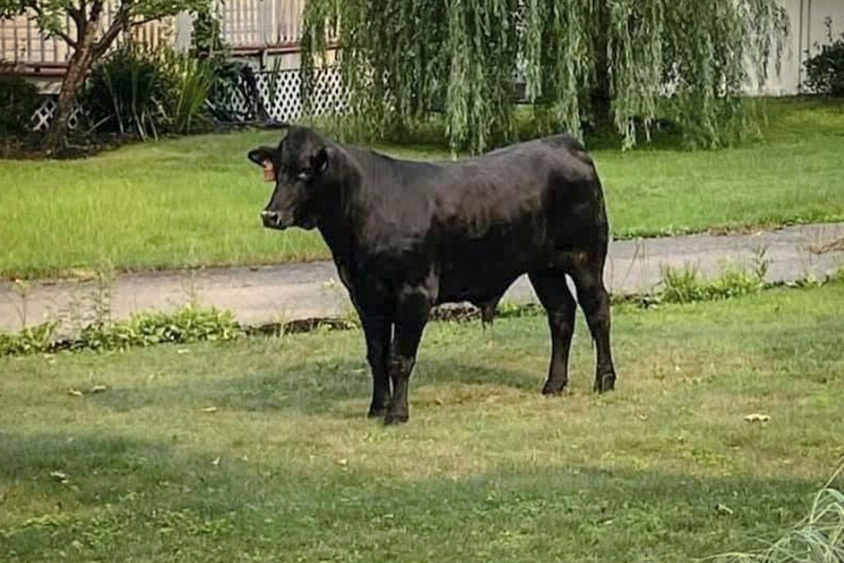 Bull that escaped Long Island farm captured after 2 months | The ...