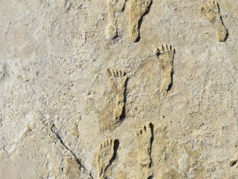 <p>Fossilized footprints found in New Mexico</p>