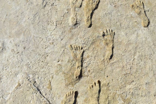 <p>Fossilized footprints found in New Mexico</p>