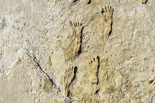 <p>Fossilised footprints in the park. </p>