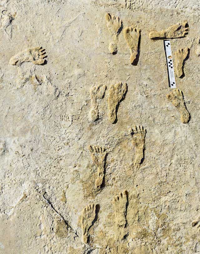 <p>Fossilised footprints in the park. </p>