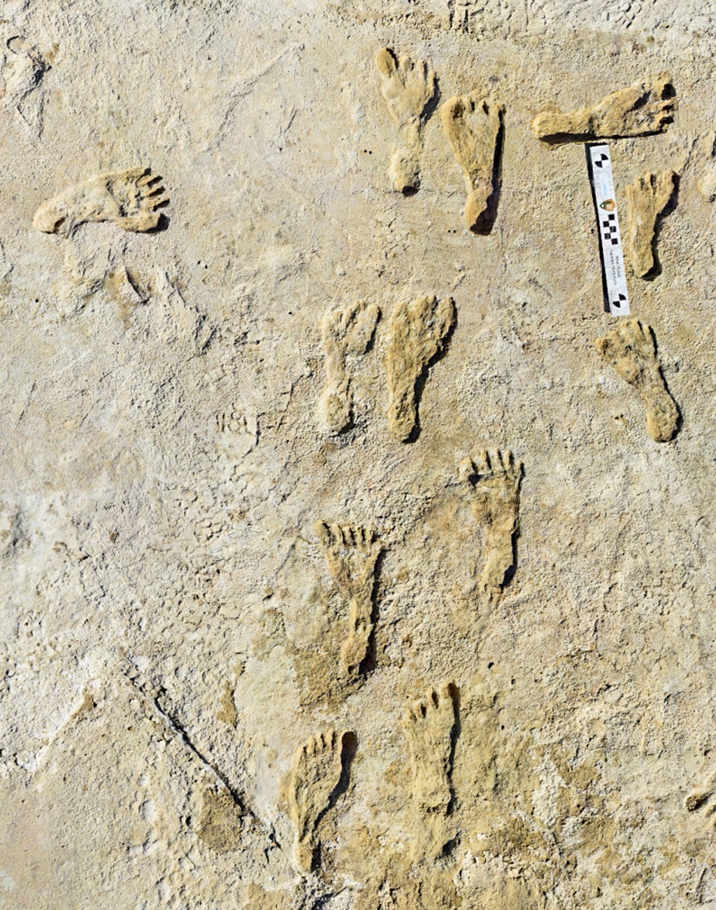 New Mexico çölünde keşfedilen yetişkin ve çocuğun eski fosilleşmiş ayak izleri