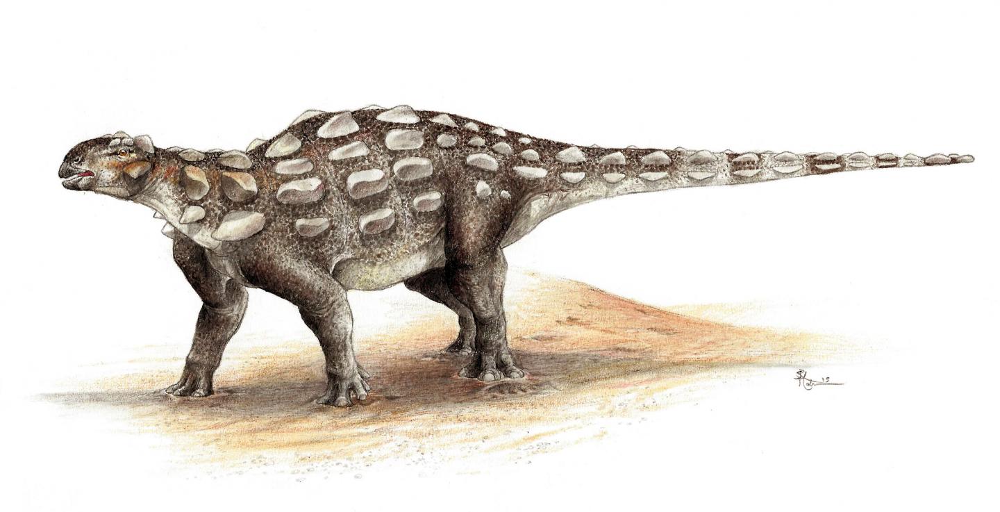 Illustration showing Gobisaurus, an ankylosaur with a stiff tail
