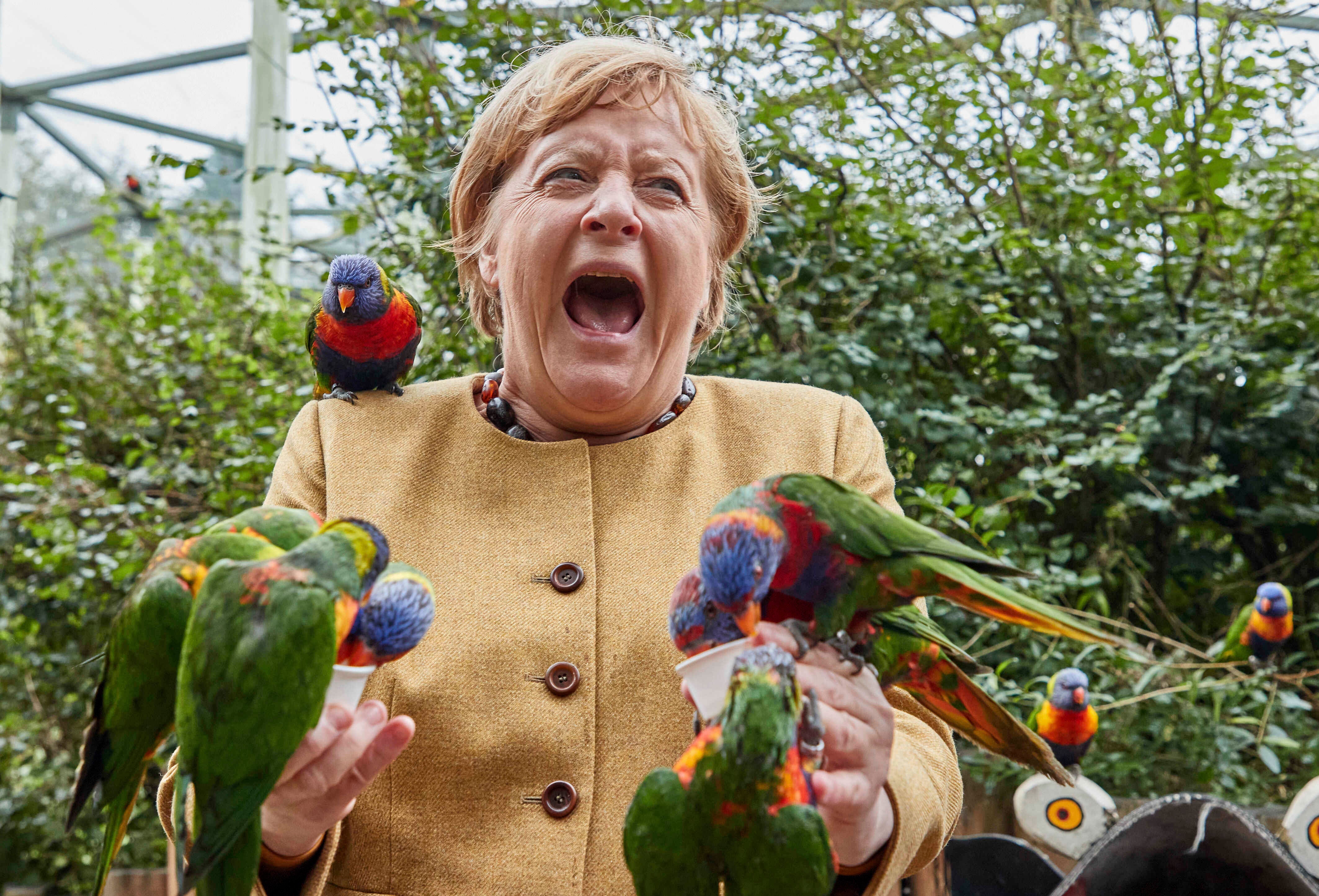 Angela Merkel can soon enjoy life out of the spotlight. She is pictured here visiting a bird park in Germany on Wednesday.