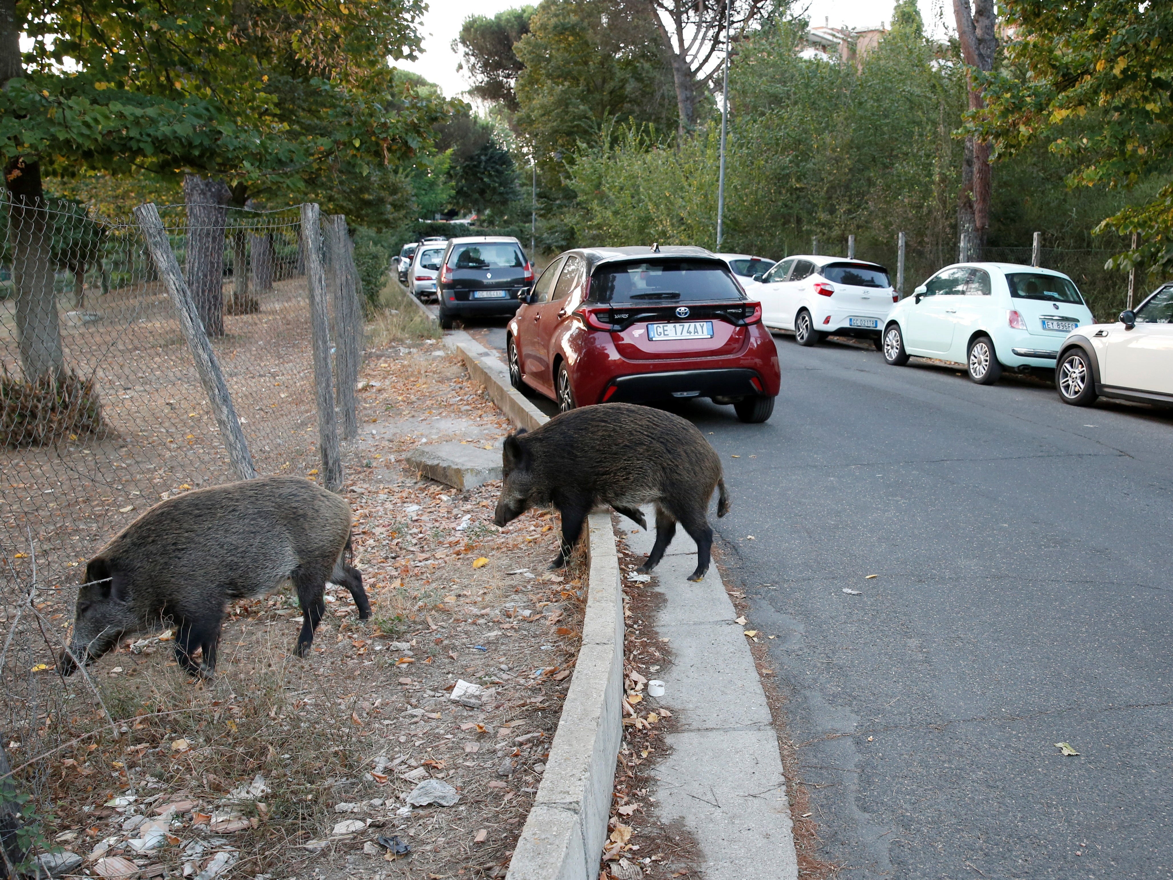 Wild boars have been wreaking havoc in Rome