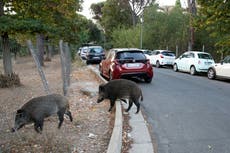 ‘Uncontrolled’ wild boar on streets of Rome becomes campaign issue in mayoral election
