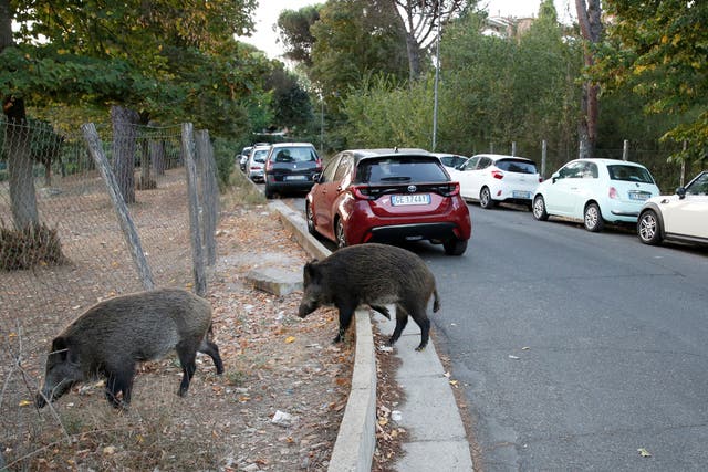 <p>Wild boars have been wreaking havoc in Rome </p>