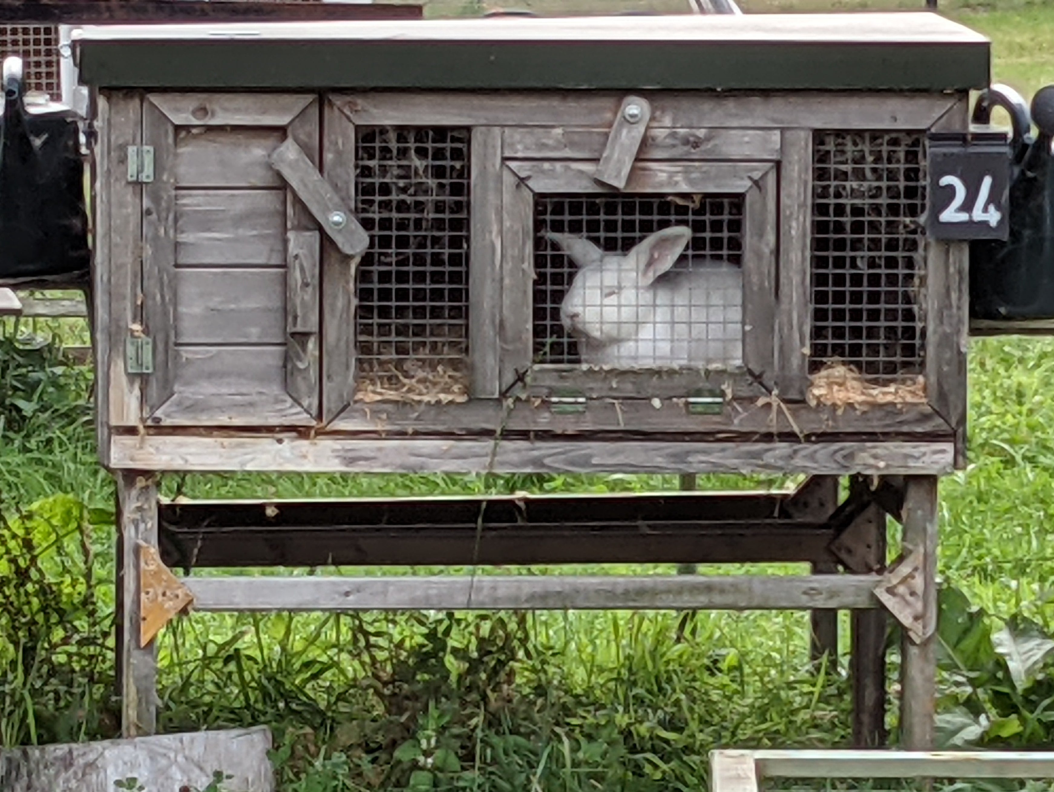 A breeding rabbit in a hutch