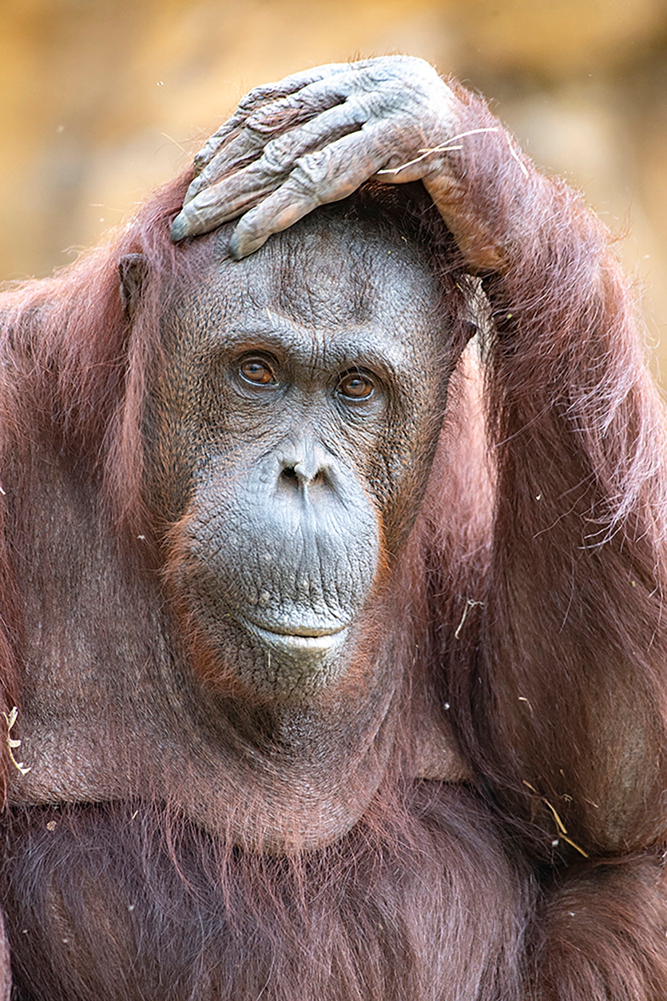Orangutan Death