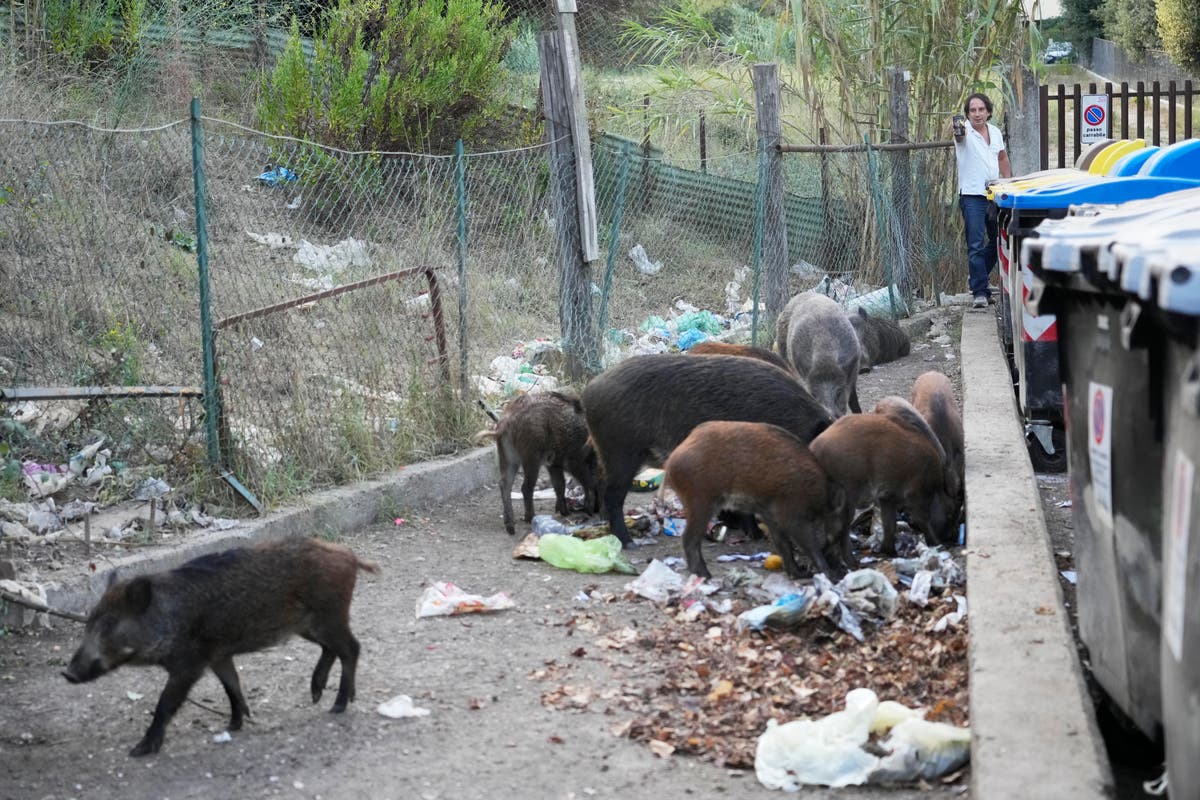 Basta! Romans say enough to invasion of wild boars in city Basta! Romans say enough to invasion of wild boars in city