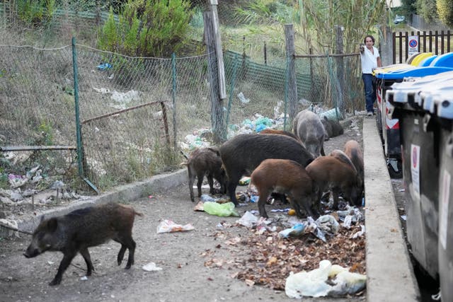 Italy Wild Boars