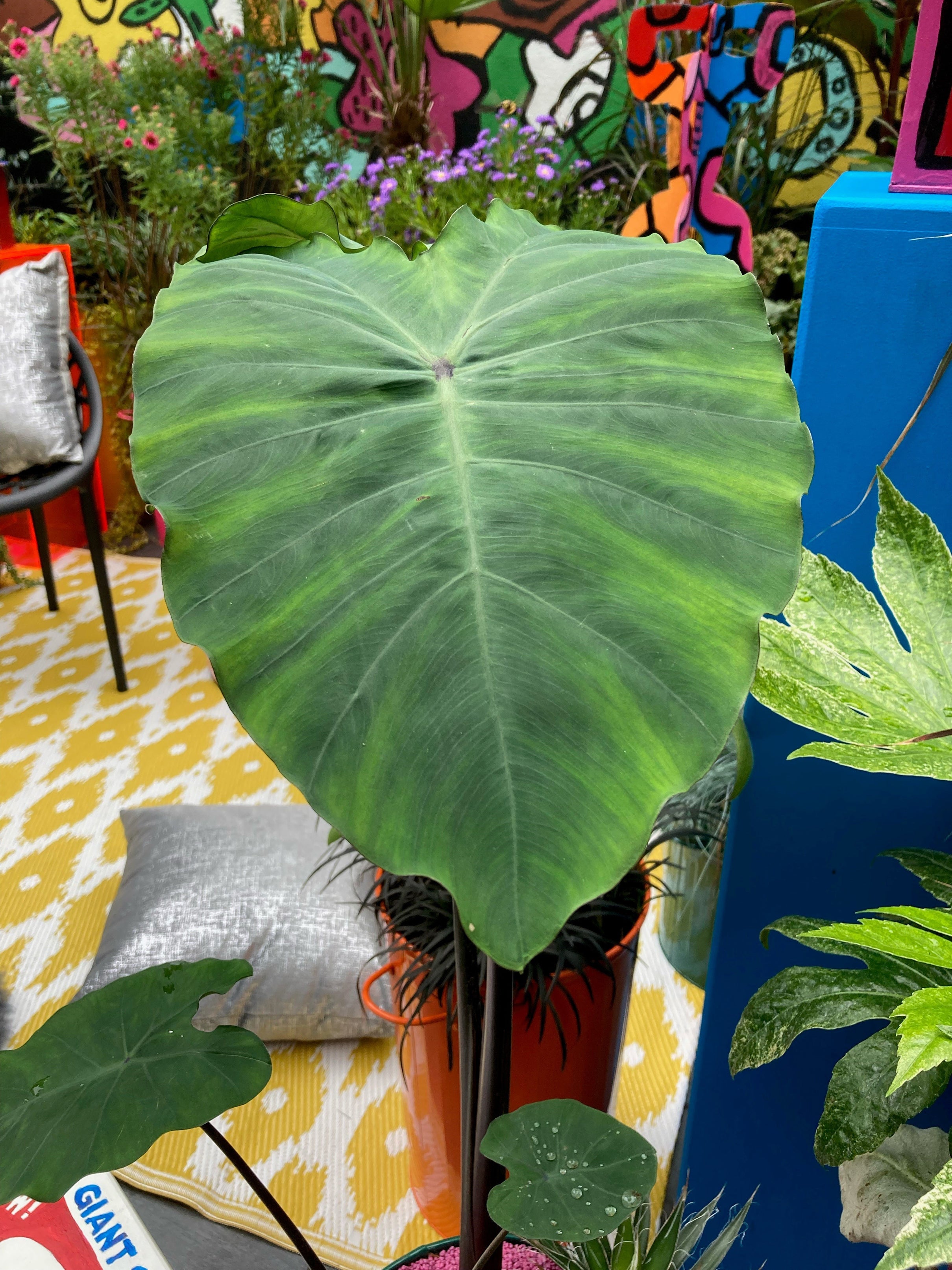 Tropical-looking alocasia in a pop art setting (Hannah Stephenson/PA)
