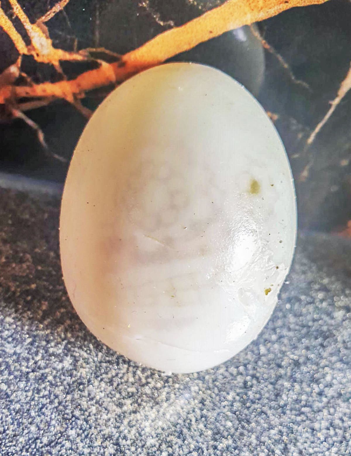 Couple baffled after peeling shell from hard-boiled egg and spotting ...