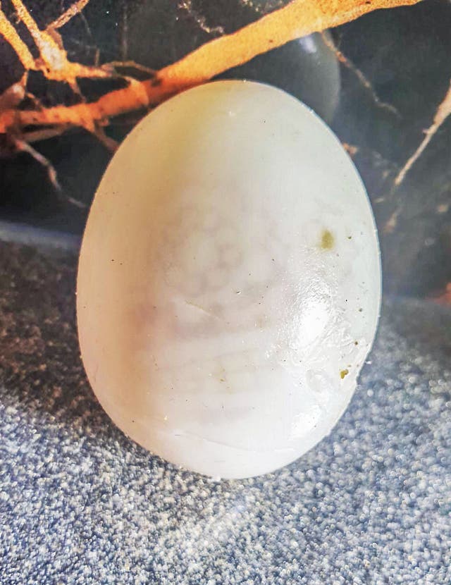 <p>A couple are baffled after peeling the shell from a hard boiled egg and spotting a sunflower pattern ‘artwork’ on the white exterior</p>