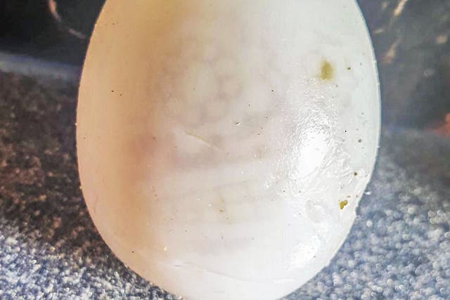 <p>A couple are baffled after peeling the shell from a hard boiled egg and spotting a sunflower pattern ‘artwork’ on the white exterior</p>