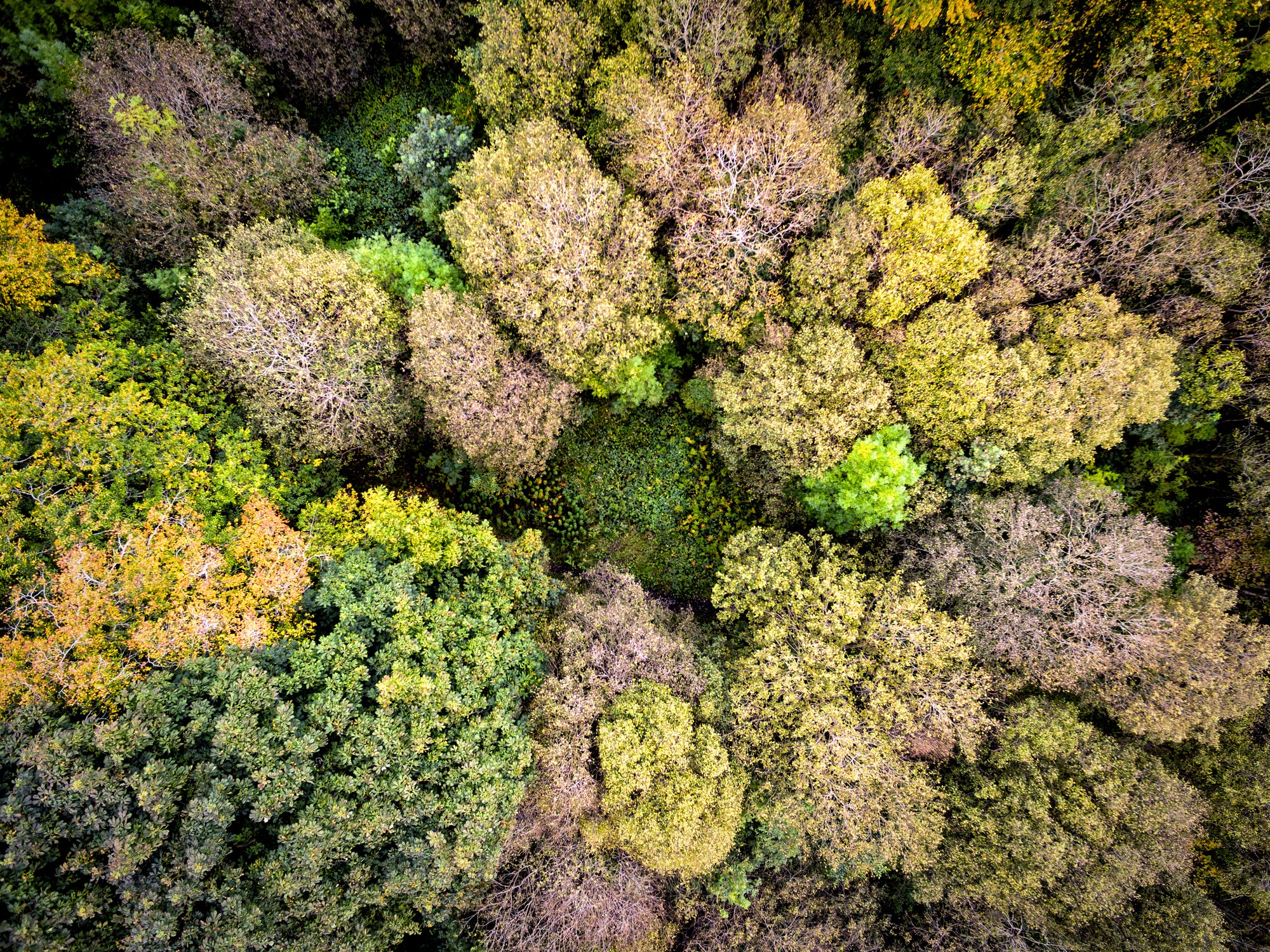 <p>New Northern Forest will help reduce flood risks and store carbon</p>