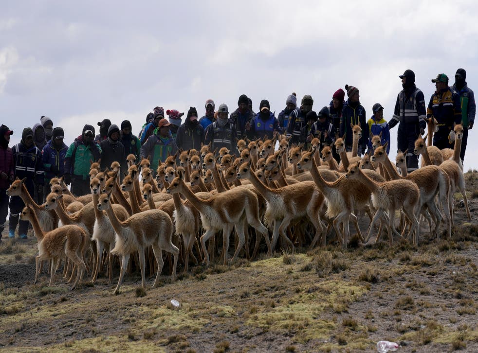 BOLIVIA-ESQUILA DE VICUÑAS