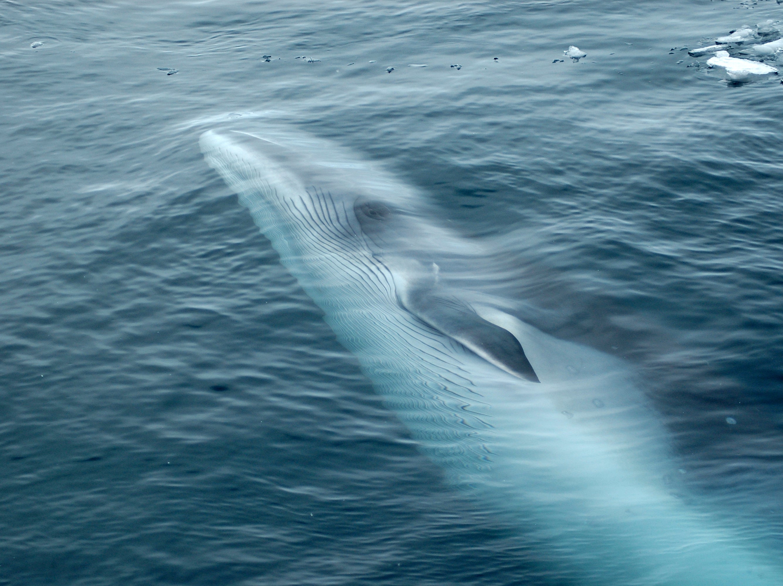 <p>Figures obtained by Whale and Dolphin Conservation show that more than 570 minke whales have been killed in the 2021 season around Norway </p>