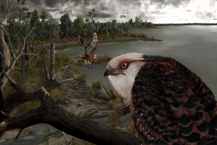 An artist’s reconstruction of Archaehierax sylvestris, one of the world’s oldest eagle-like raptors