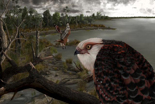 <p>An artist’s reconstruction of Archaehierax sylvestris, one of the world’s oldest eagle-like raptors</p>