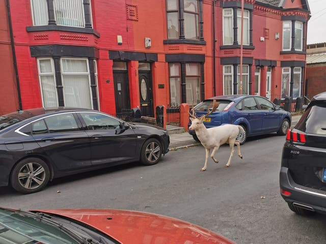 <p>The rare beast running through the streets shocked residents of Bootle </p>