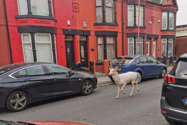 <p>The rare beast running through the streets shocked residents of Bootle </p>