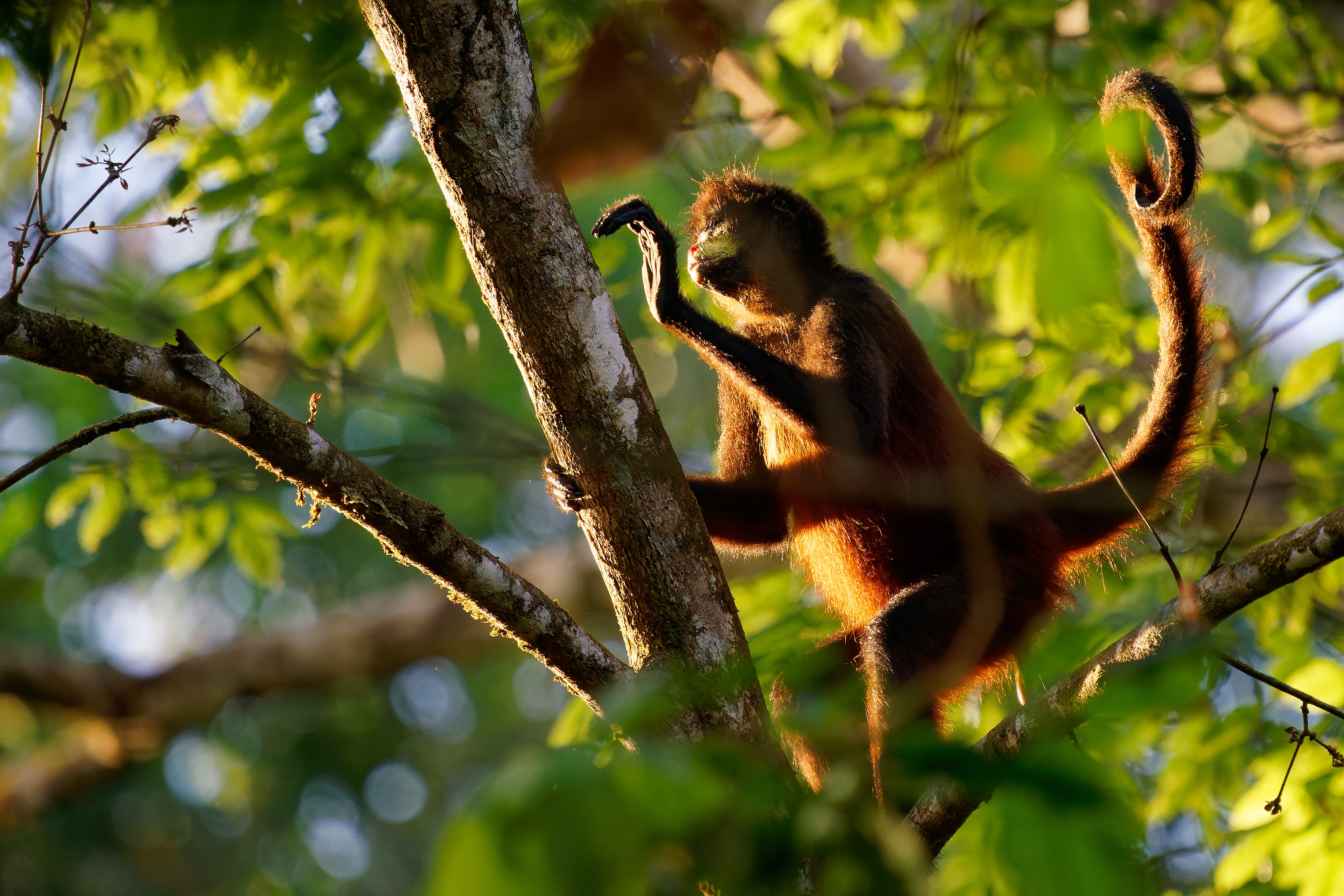 Like spider monkeys, our ancestors’ tails helped them stay balanced in trees