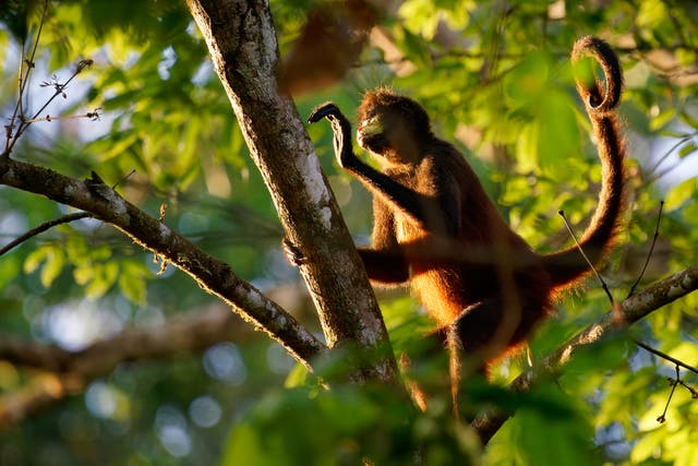 <p>Like spider monkeys, our ancestors’ tails helped them stay balanced in trees</p>