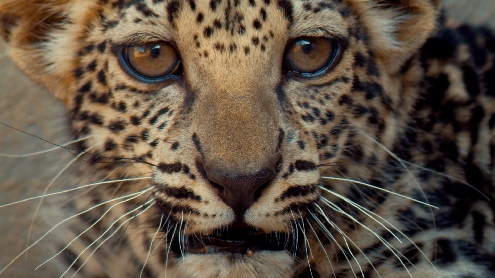 The leopard is the 16th cub to be born at the Arabian Leopard Breeding Center