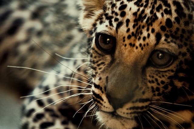 <p>An Arabian leopard cub at the Arabian Leopard Breeding Center</p>