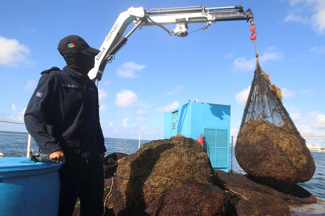 <p>Since 2011, seaweed here and across the Caribbean has exploded for reasons scientists suspect is related to climate change</p>