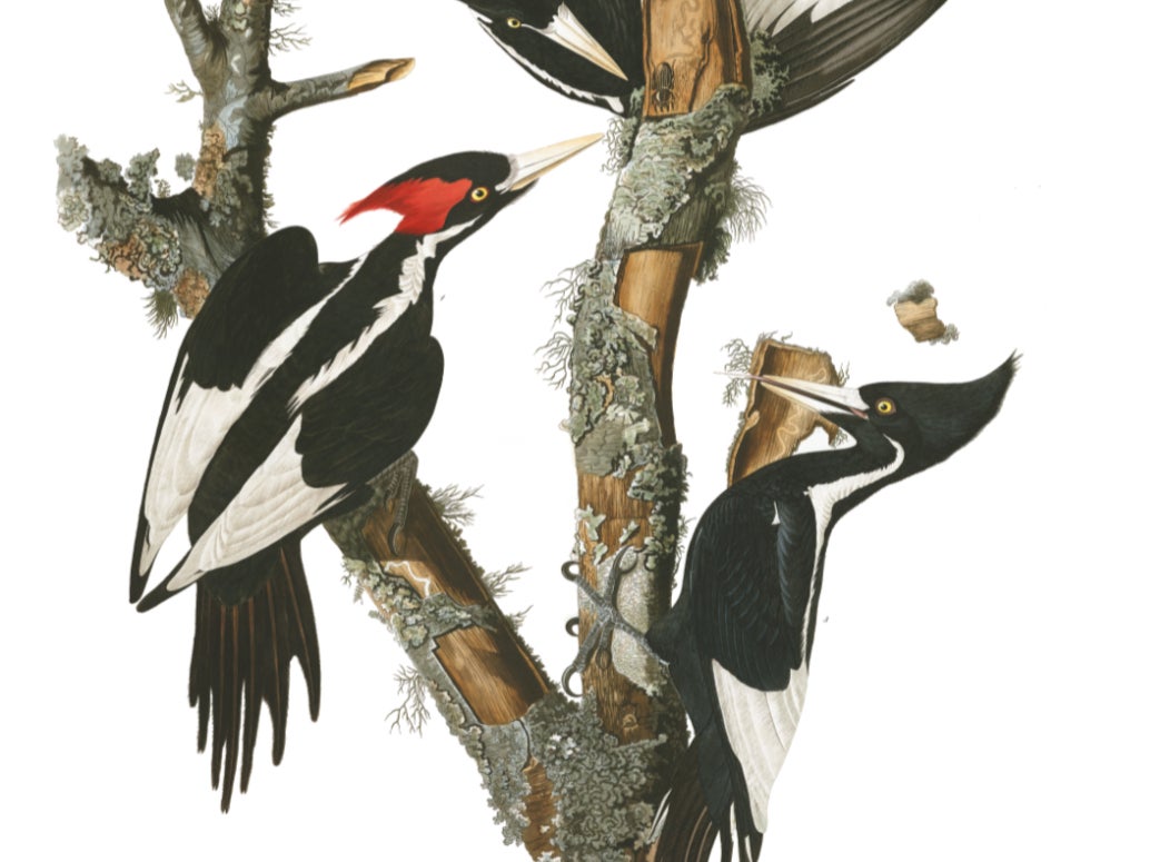 <p>A drawing of the ivory-billed woodpecker.  It is one of 22 animals and one plant set to be declared extinct by US Fish and Wildlife Service on Wednesday</p>