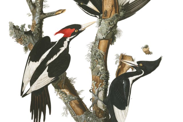 <p>A drawing of the ivory-billed woodpecker.  It is one of 22 animals and one plant set to be declared extinct by US Fish and Wildlife Service on Wednesday</p>