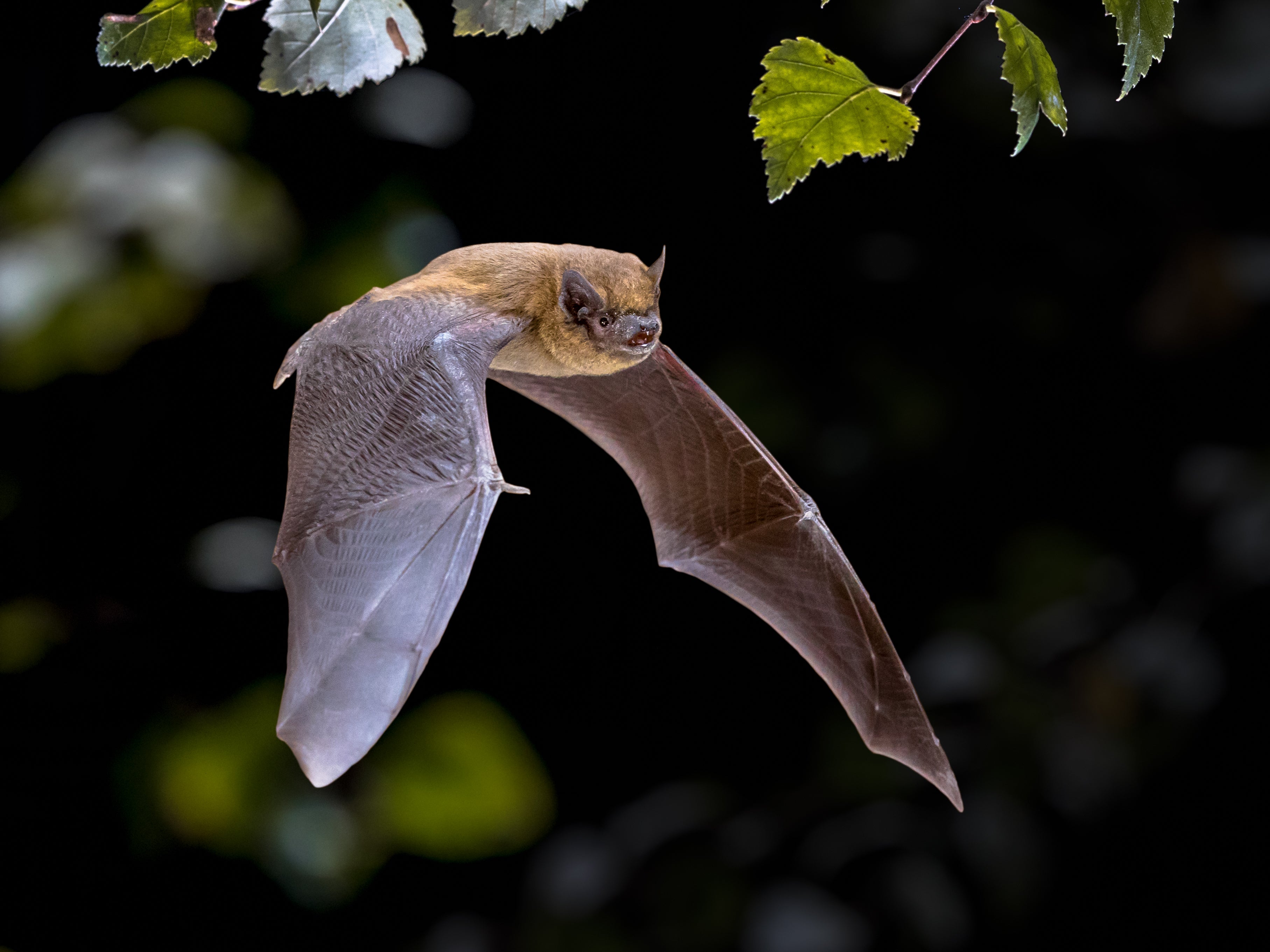 Bats control insect populations
