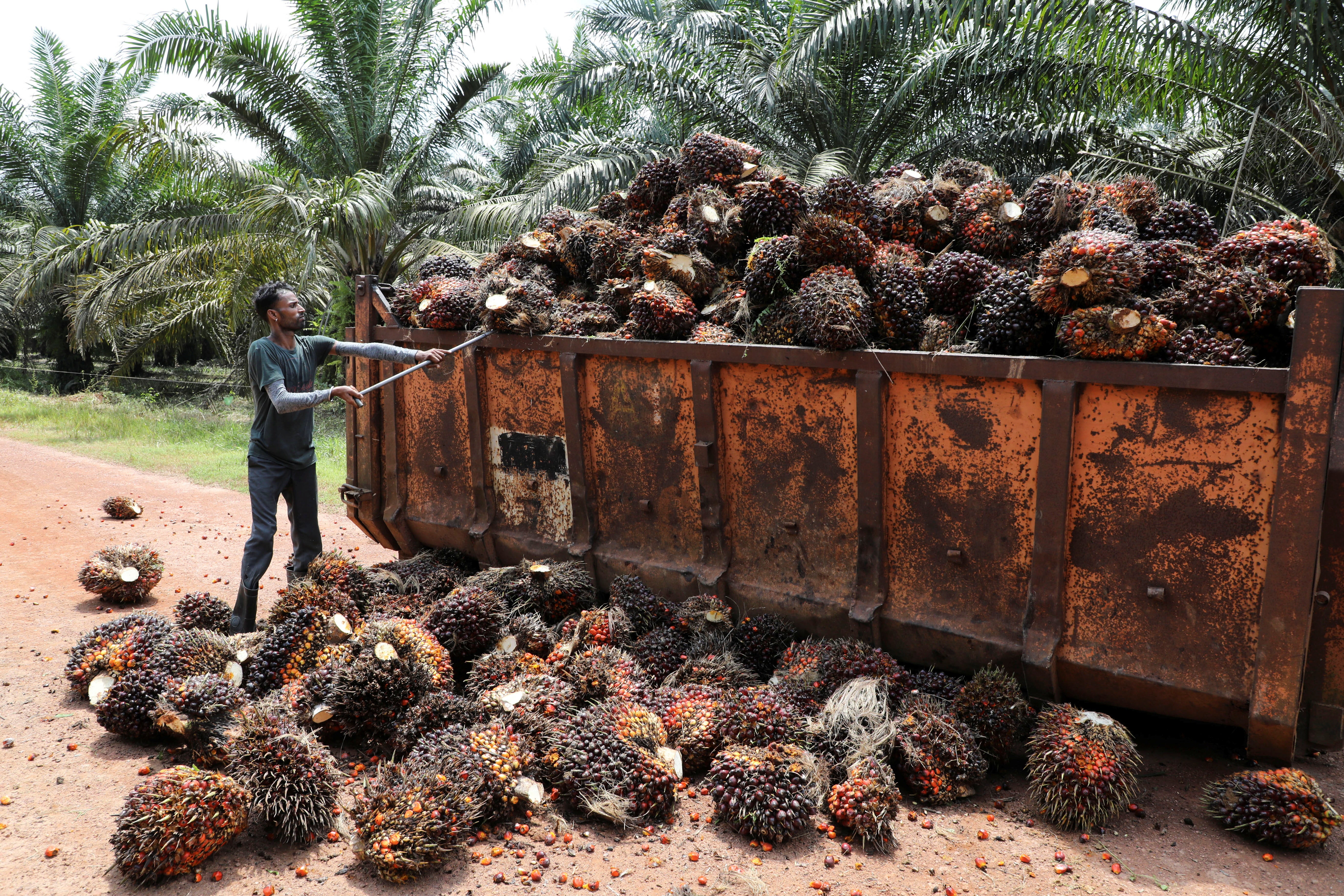 A worker handles palm oil fruits at a plantation in Slim River, Malaysia. Palm oil has a wide range of uses, but is a key driver of forest loss and habitat destruction