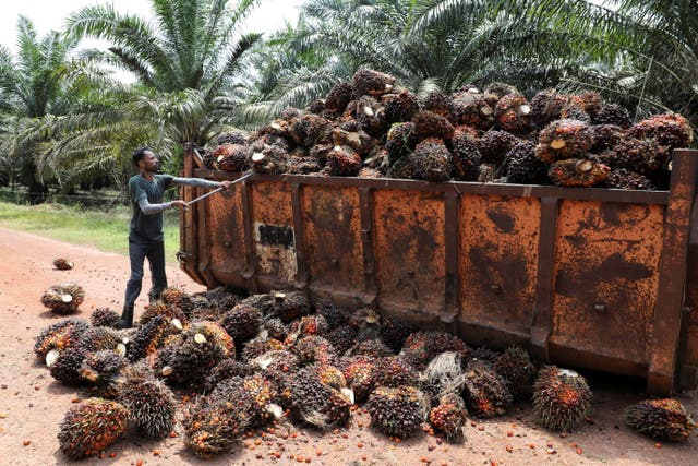 <p>A worker handles palm oil fruits at a plantation in Slim River, Malaysia. Palm oil has a wide range of uses, but is a key driver of forest loss and habitat destruction</p>