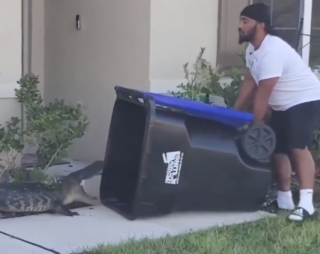 <p>Abdul Gene Malik traps an alligator with a trash bin in Mt Dora, Florida</p>
