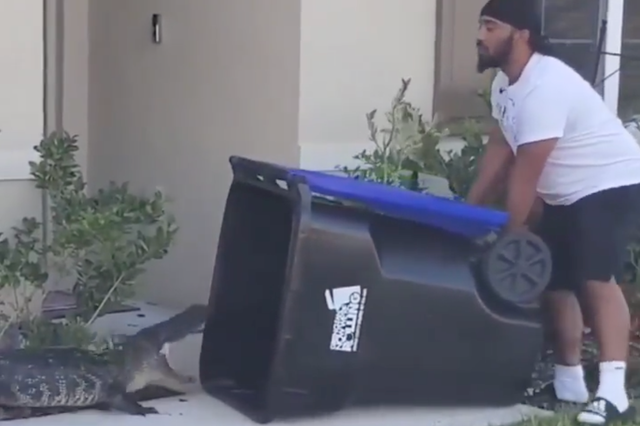 <p>Abdul Gene Malik traps an alligator with a trash bin in Mt Dora, Florida</p>